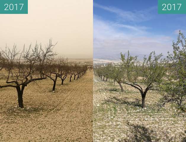 Before-and-after picture of Mandelbäume in Spanien between 2017-Feb-22 and 2017-Mar-21