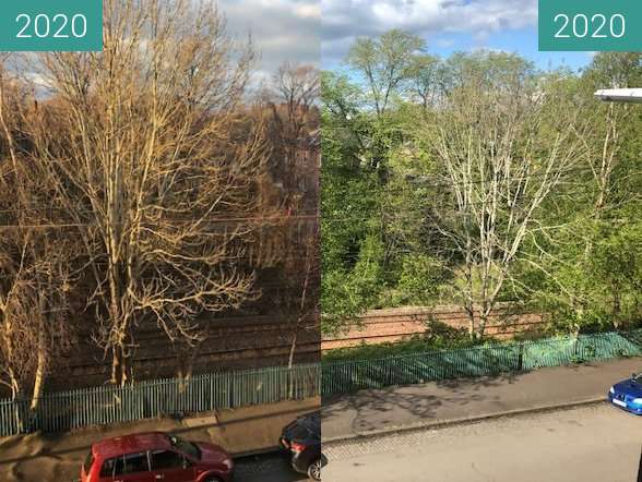 Before-and-after picture of Spring arriving in Pollokshields between 2020-Mar-29 and 2020-May-02